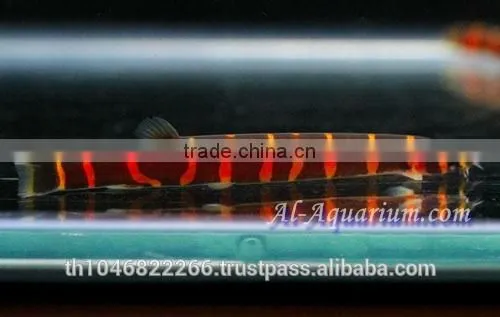Giant Coolie Loach Fish / Aquarium Fish Farm photo-6