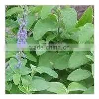 Coleus Forskohlii Extract photo-4