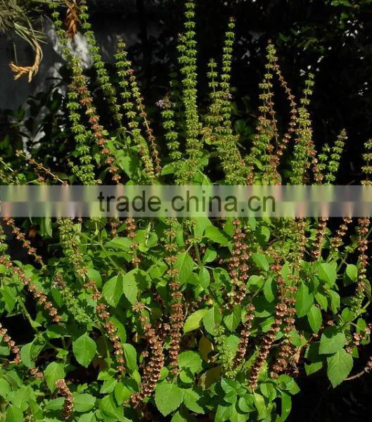 Ocimum Sanctum Extract photo-3