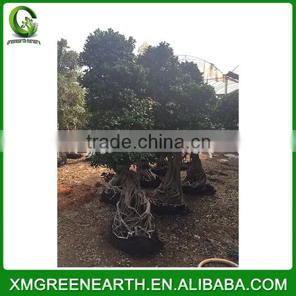 Ficus Microcarpa Bonsai 2.5m (3) photo-2