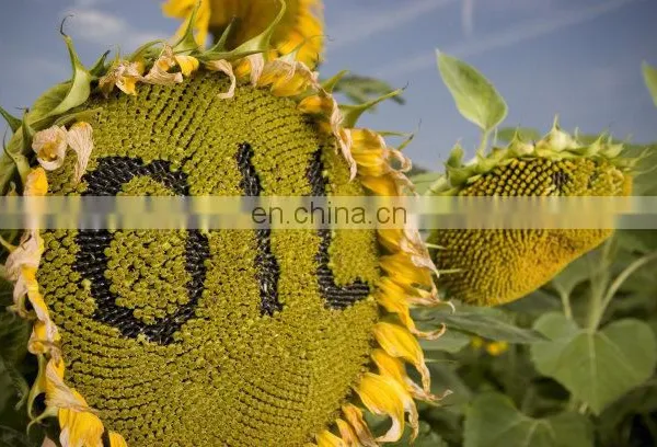 Hydraulic Oil Sunflower Oil Olive Oil Pressing Machine Cold & Hot Pressing Machine photo-2