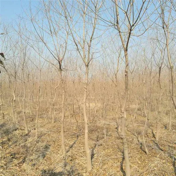 6 - Centimeter Chinese Tallow Trees, Cheap Price, Guaranteed Survival Rate photo-2