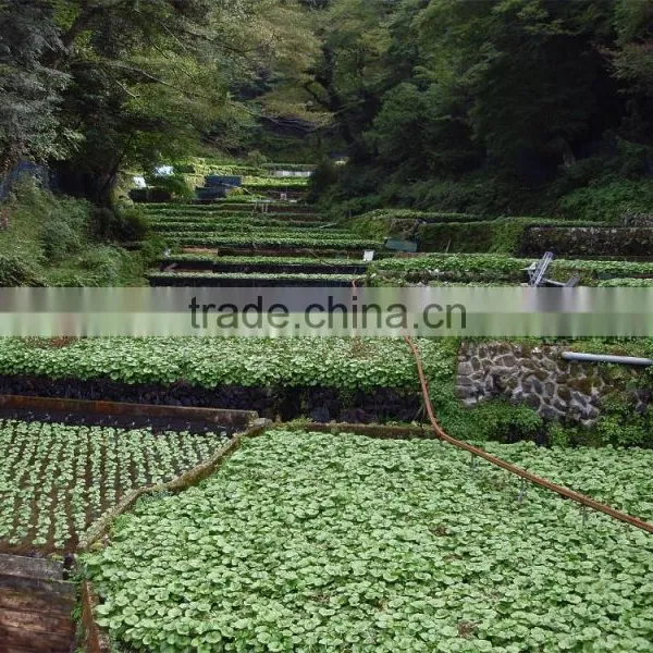 Wasabi Powder High Quality Factory Price photo-2