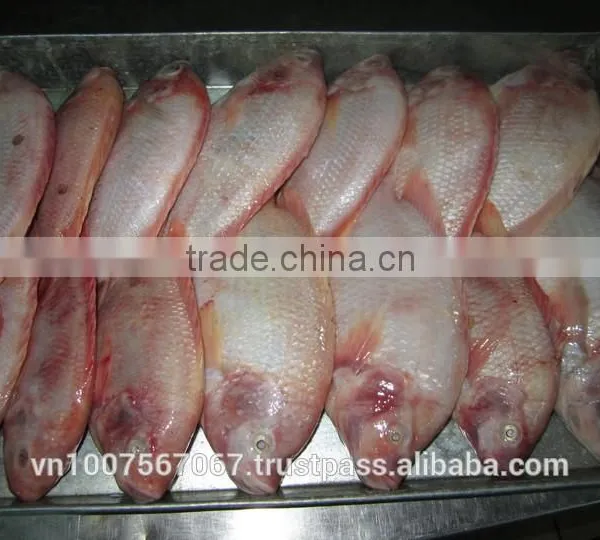 FROZEN RED TILAPIA photo-2