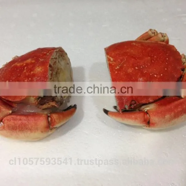 EDIBLE CRAB, RED STONE CRAB photo-5