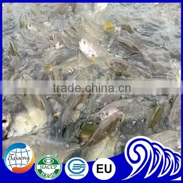 FROZEN YELLOW CROAKER FISH Whole Ruond on Sale photo-5