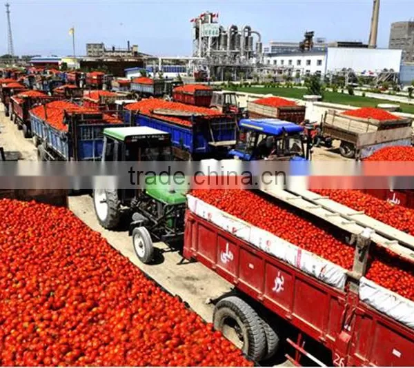 Tomato Paste With Good Quality Fresh Tomato Paste photo-4