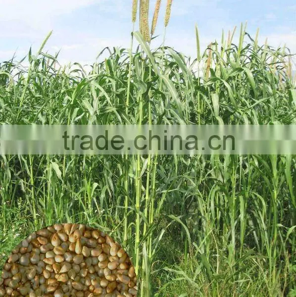 Export-oriented High Yield Banged NO.2 Pennisetum Americana Forage Seed