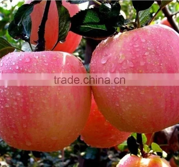 1-MCP, 10mL Works for 30 Cubic Meter Room of Apples photo-2