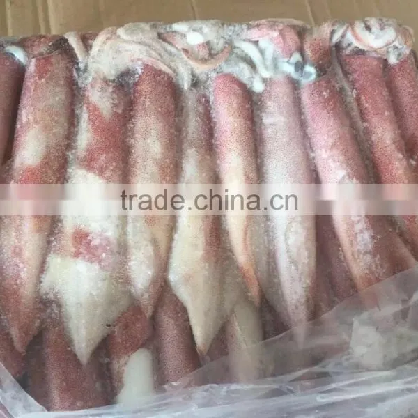 Sea Frozen Loligo Chinensis ,for Italy ,Greece et ,EU Market photo-5