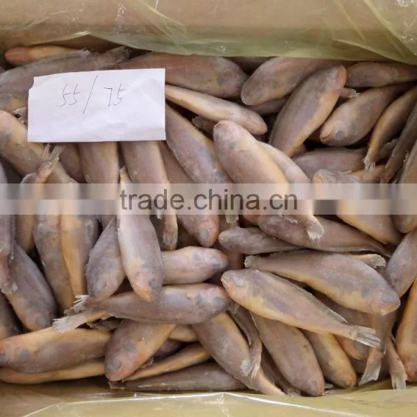 Frozen Yellow Croaker 40-100 photo-3