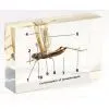 QF Educational Embedded Specimen Teaching Aids - Conformation of Grasshopper