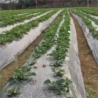 China Factory Wholesale Agriculture Growing Ground Cover Plastic Mulching Paper Sheet Agricultural Mulch Film