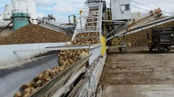 Sugar Plant From Sugar Beet photo-5
