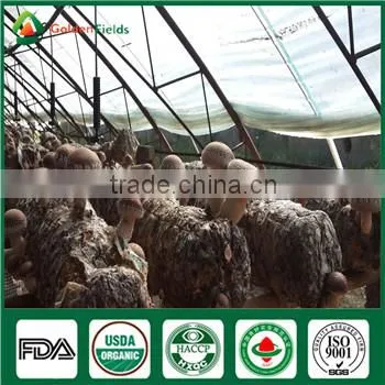 Hotsale Fresh Dry Style China Flower Mushroom Type Shiitake Growing Cultivation Bags photo-2