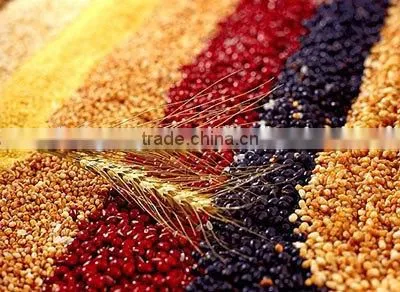 Healthy Breakfast Cereals/corn Flakes Production Line photo-4