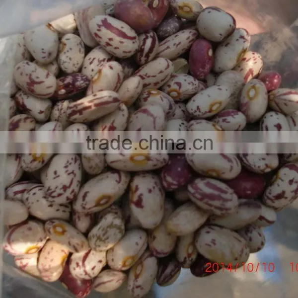 Light Speckled Kidney Bean on Sale photo-3