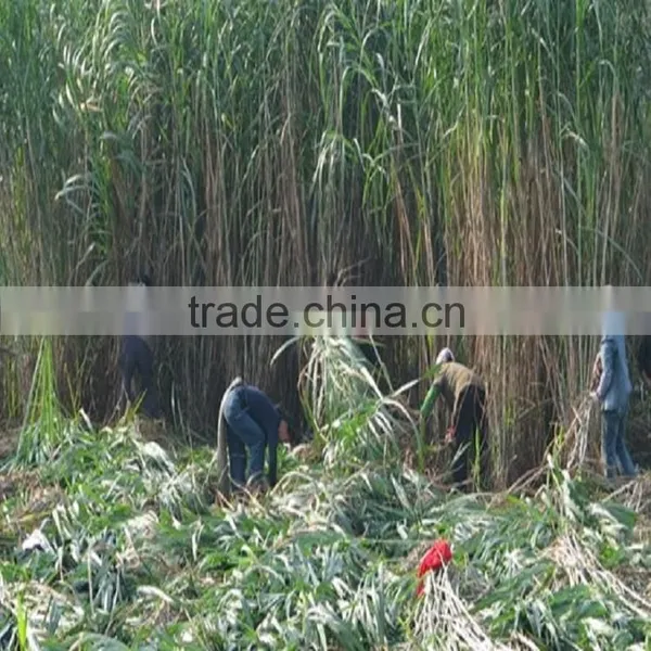 Fodder Grass Seeds Pennisetum Hydridum Grass Seeds for Growing-Hot Sale photo-3