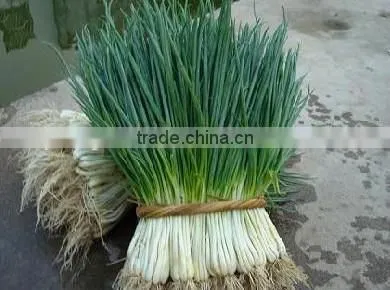 Dehydrtaed Chive Flake photo-2