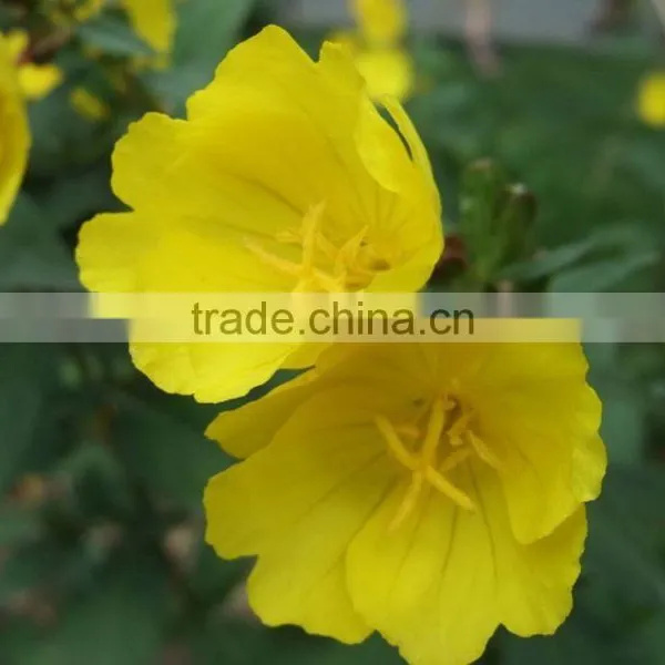 Refind Organic Evening Primrose Oil a Source of Valuable Essential Fatty Acids photo-3