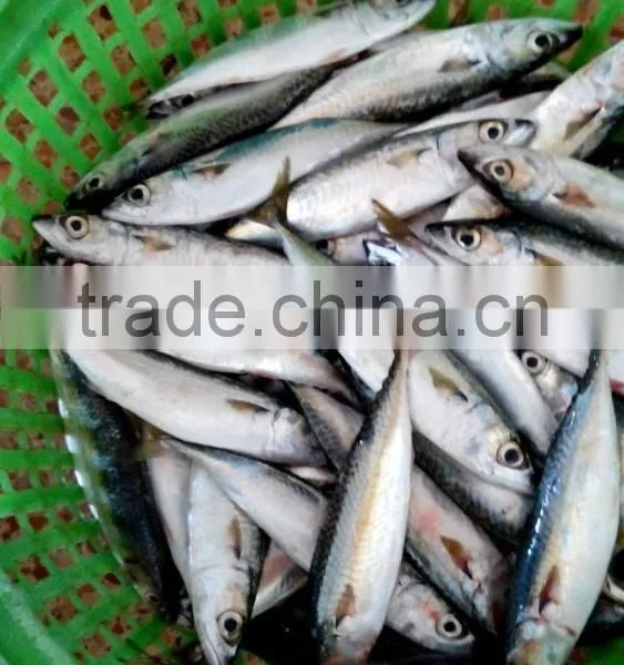 Frozen Pacific Mackerel Fish Good Quality photo-5
