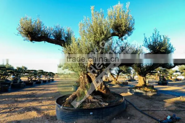 Fargas Collection - Millenary Olive Trees photo-6