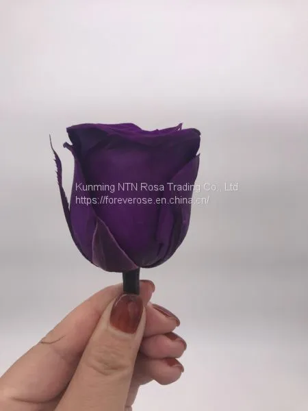 Preserved Fresh Roses Flower for Home Decoration