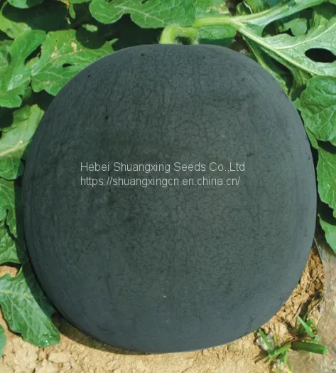 Large-sized Best Seedless f1 Watermelon Seed photo-4