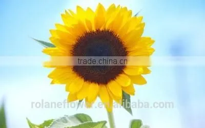Mother's Day Fresh Cut Yellow Sunflower Flower for Wholesale photo-5