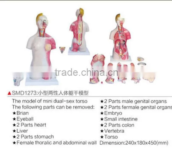 45cm mini torso model/torso doll