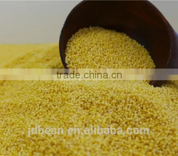 2016 Crop Glutinous Yellow Millet Sticky Millet for Rice Cake photo-2
