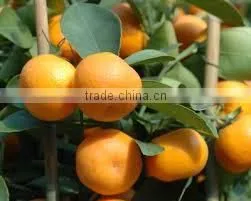 FRESH MANDARIN photo-2