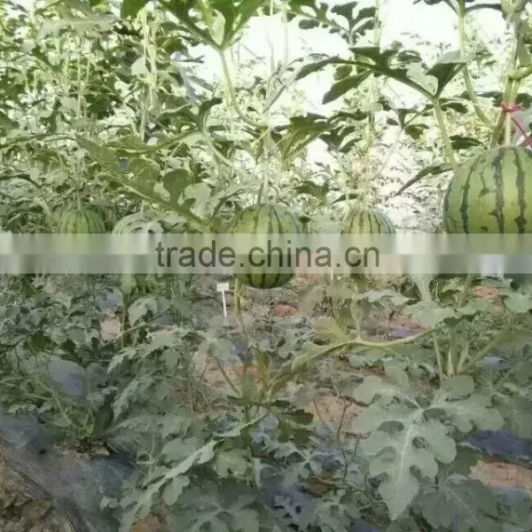 Hybrid F1 Red Yellow Flesh Rainbow Melon Treasure Seeds High Grade Gift Watermelon Seeds for Planting photo-4
