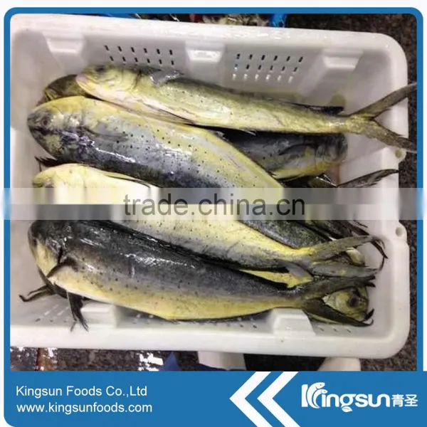 Whole Sale Good Price Frozen Mahi Mahi Fish WR photo-2