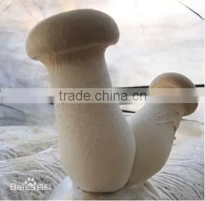 Fresh Pleurotus Eryngii/ Agaricus Campestris With ISO, HACCP and GAP Certification