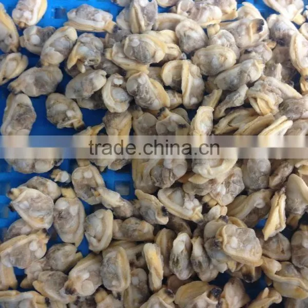 Tasty and Delicious High Quality Frozen Cooked Short Necked Clam Meat Without Shell photo-6
