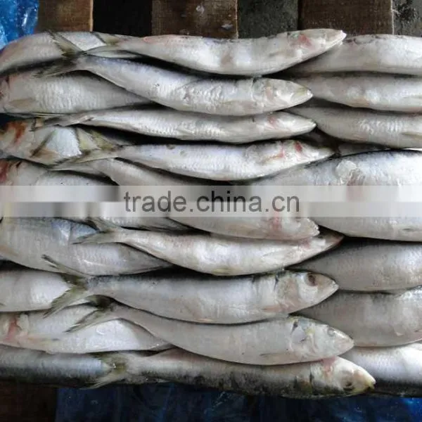 for Canning Good Price Wholesale Block Frozen Sardina photo-2