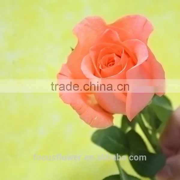 Good Petals Fresh Roses Natural Rose Kenya for Parties photo-5