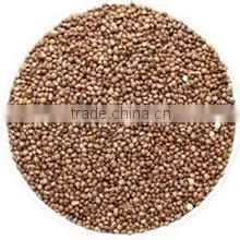 High Crop Organic Perilla Seeds