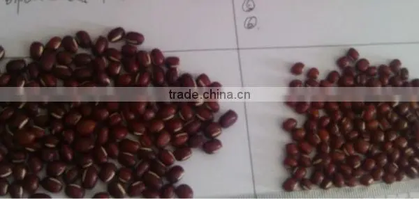Adzuki Beans