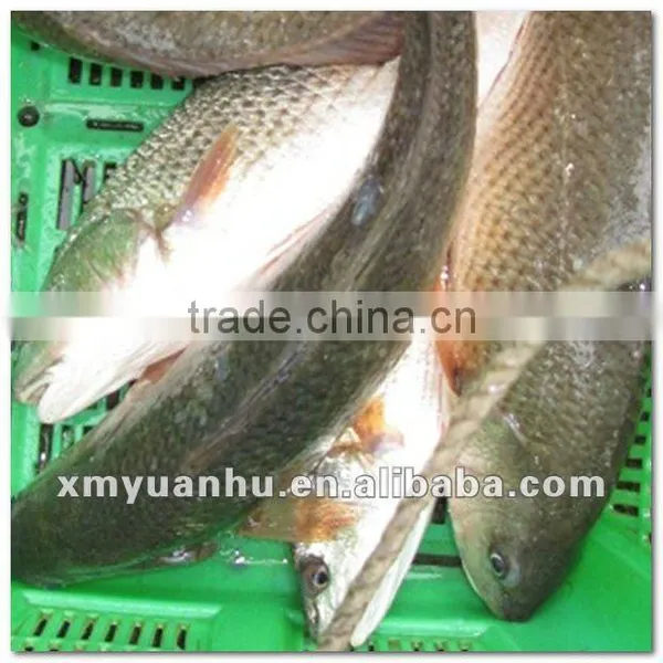 Frozen Red Drum Seafood Products