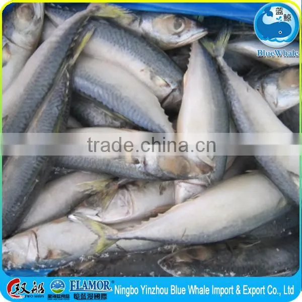 Hot Selling Pacific Mackerel Scomber to Africa photo-4