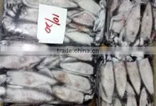 Fresh Frozen Squid