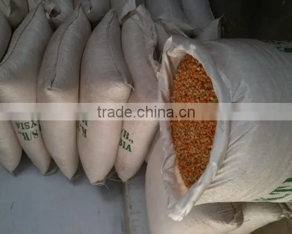 Indian Yellow Maize photo-5