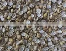 Coriander Seeds photo-3
