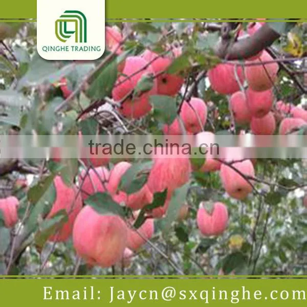 Fresh Fuji Apple Fruit Specification photo-3