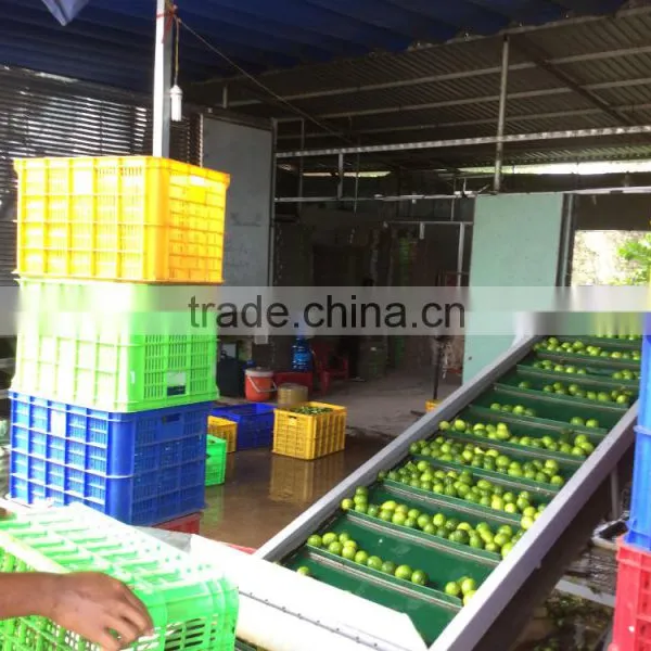 Vietnam Fresh Seedless Lime photo-3