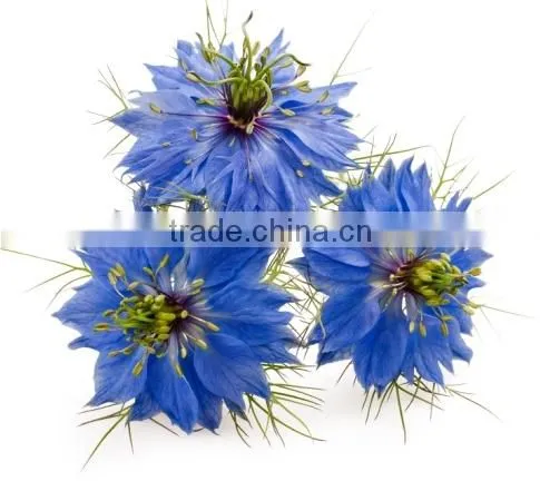 Natural 100% Pure Black Cumin Seed Oil Nigella Sativa Seed Kalonji Oil 100ml Cold Pressed photo-6