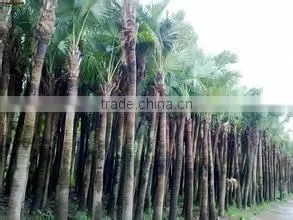 Palm Trees Livistona Chinensis (Jacq.) R. Br photo-3