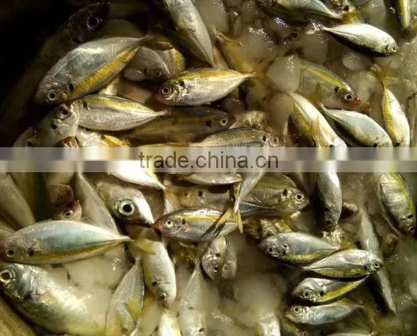 Frozen Squid Malaysia of Horsr Mackerel photo-2